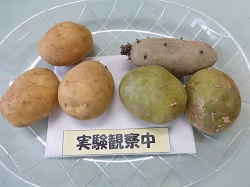 じゃがいも