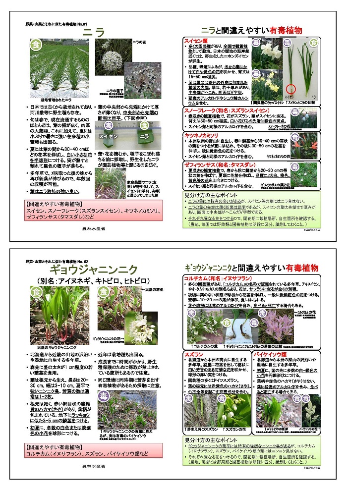 野菜・山菜と間違えやすい有毒植物１