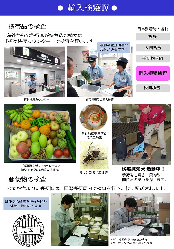 輸入検疫その4