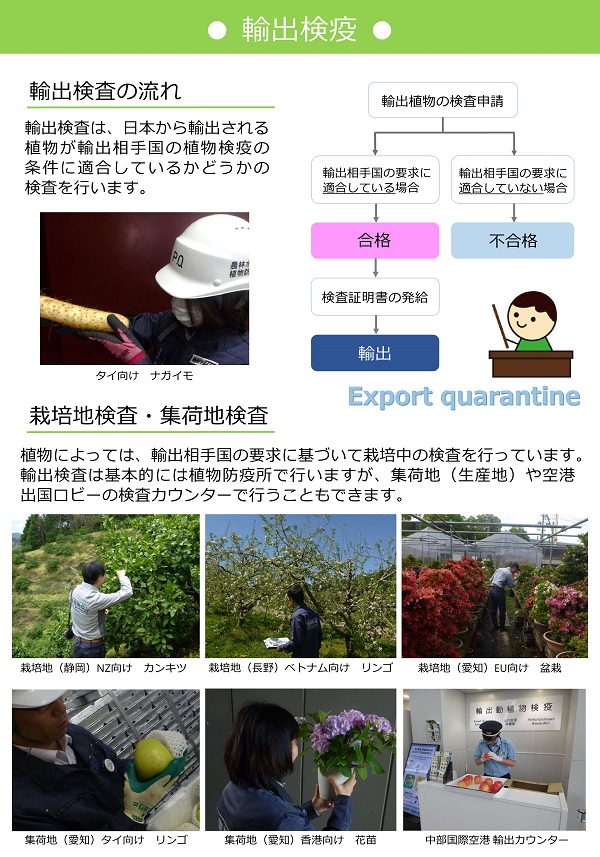 輸出検疫