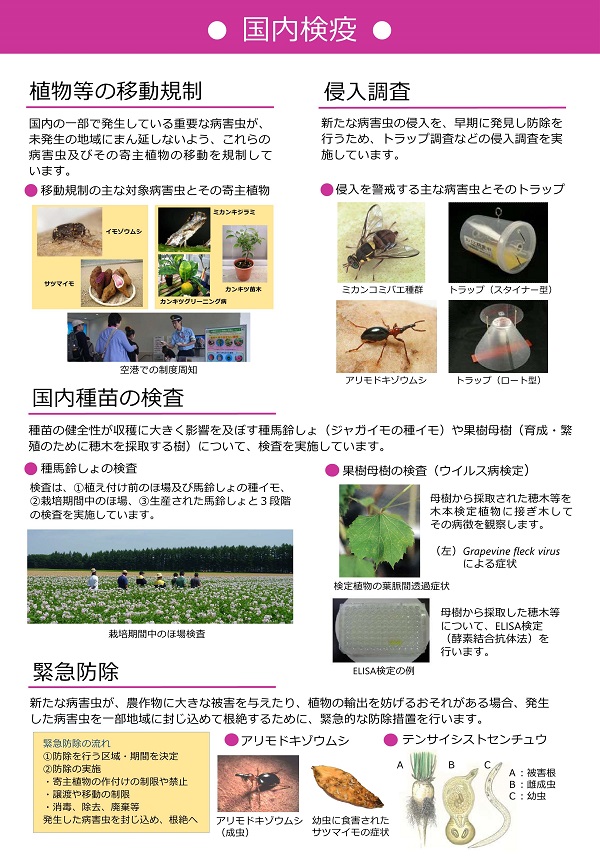 国内検疫