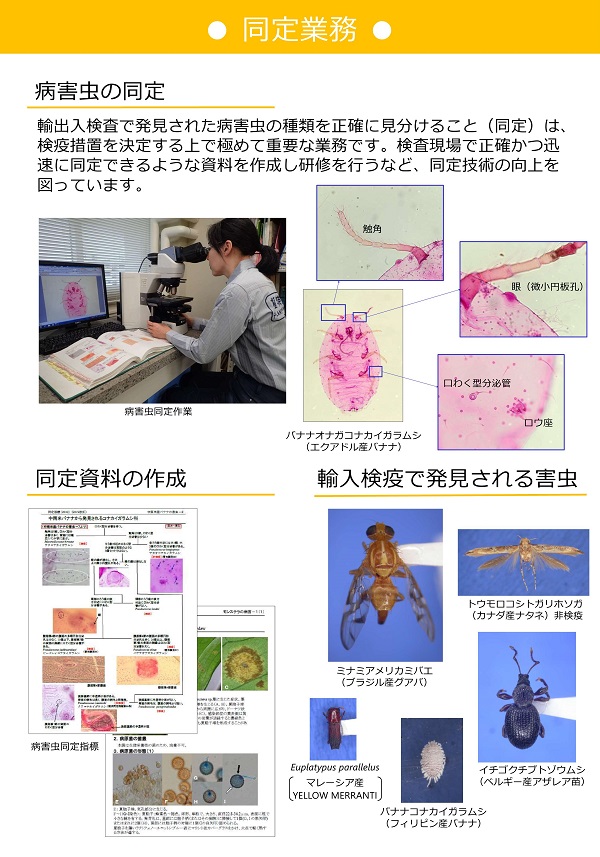 病害虫の同定業務