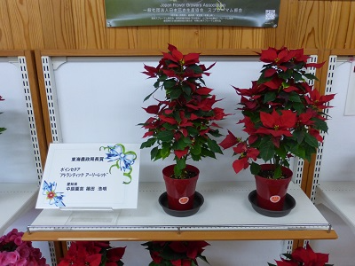 展示の様子