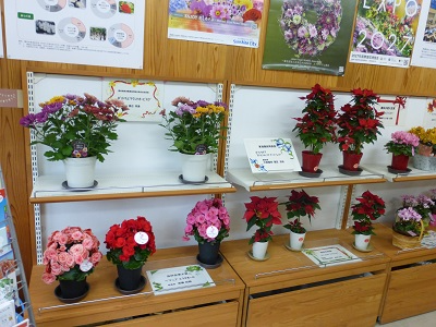 展示の様子
