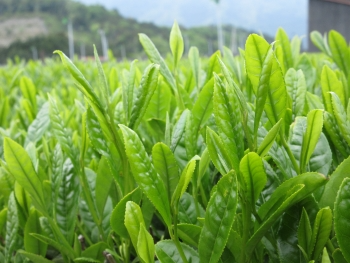 茶畑の新芽