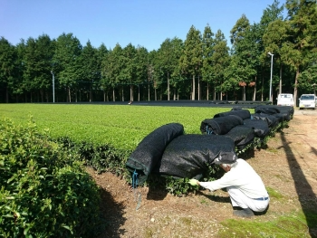 炎天下でネットをかぶせる