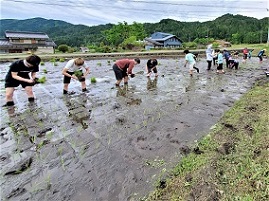 田植えをしている様子