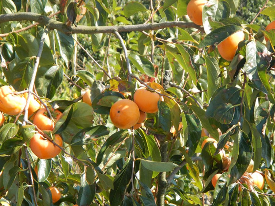 かき（岐阜県本巣市）