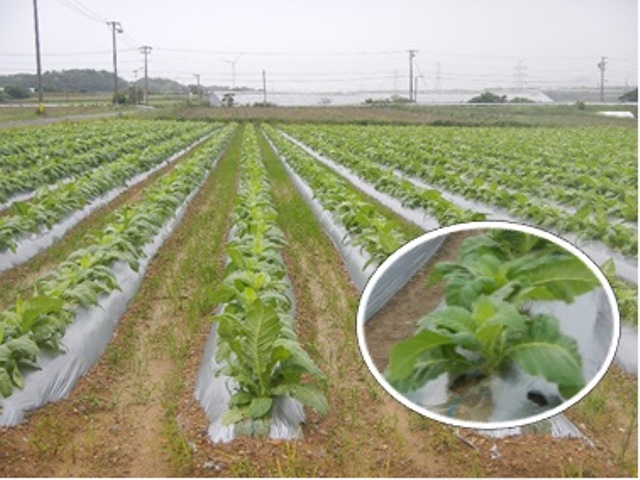 愛知県豊橋市の葉たばこの写真