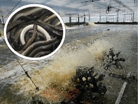 西尾市のうなぎの養殖ハウスの写真