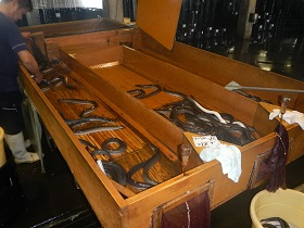 西尾市のうなぎの仕分けの写真