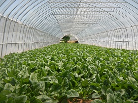 高山市のほうれんそうの写真