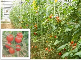 田原市のミニトマトの写真