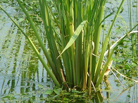 菰野町のマコモタケの写真