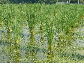 菰野町のマコモタケの田の写真