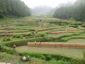 四谷の千枚田の風景の写真