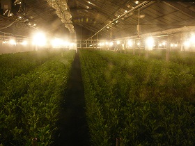田原市の電照菊のハウス内の写真