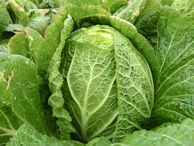 津市のはくさいのアップの写真