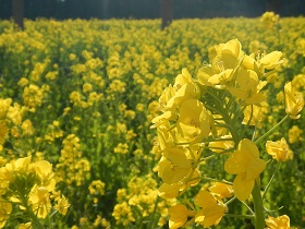 田原市の菜の花のアップの写真