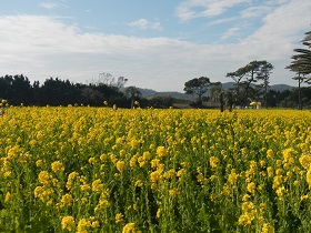 田原市の菜の花の遠景の写真