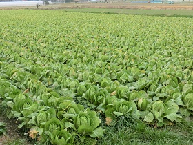 津市のはくさい畑の写真