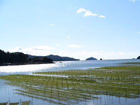 南伊勢町のばらのり養殖の風景