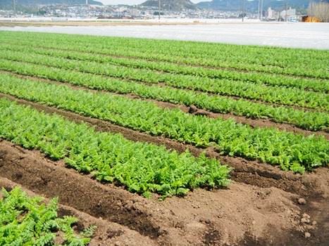 各務原市にんじん