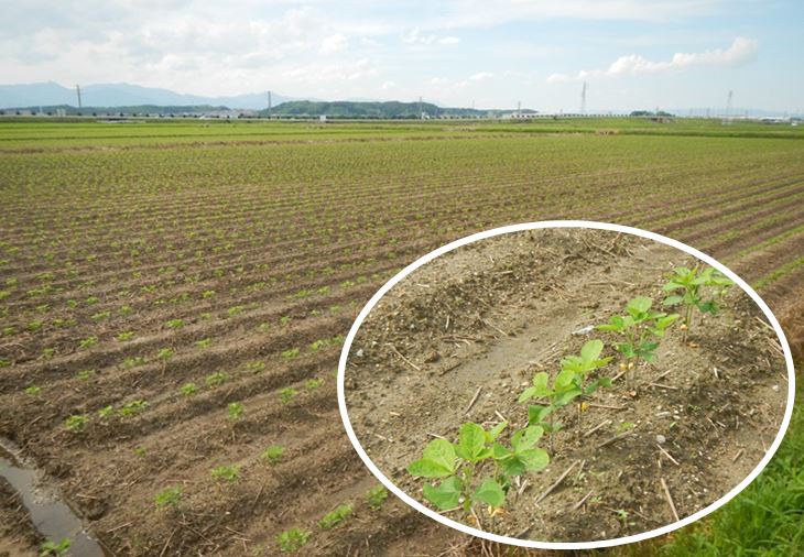 鈴鹿市の大豆の写真