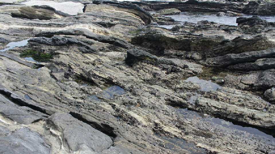 潮だまりの様子