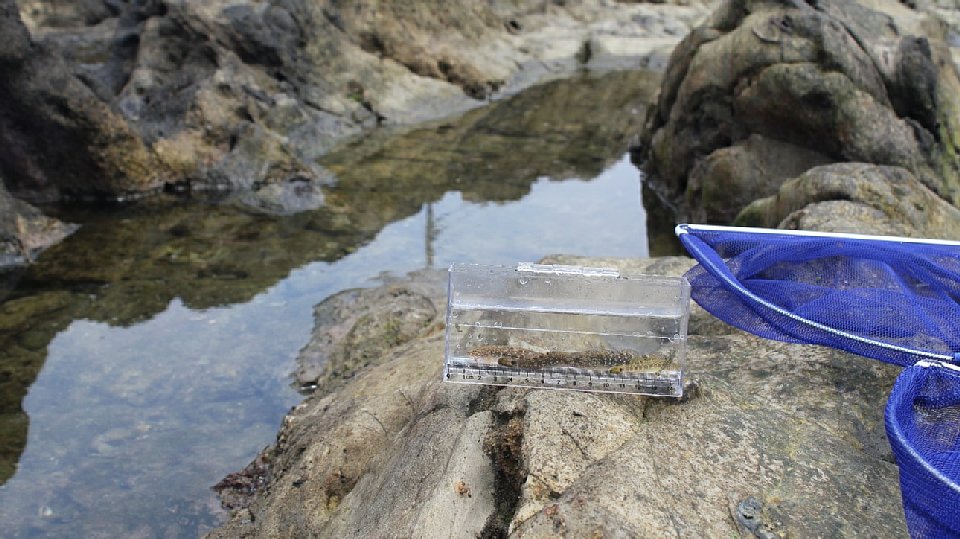 潮だまりの様子3枚目