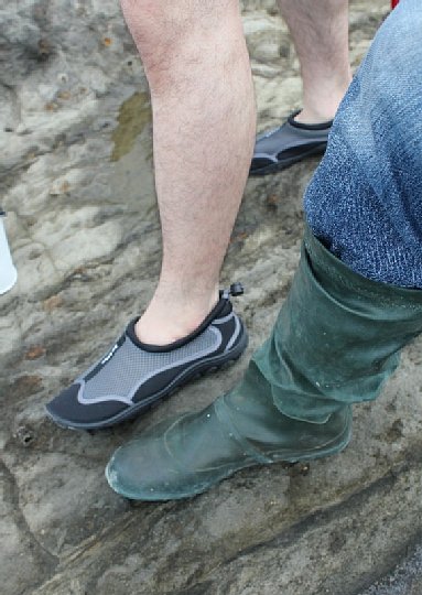 潮だまりで活動する足下の写真