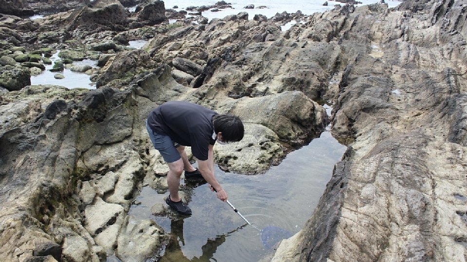 潮だまりで生き物を探す様子