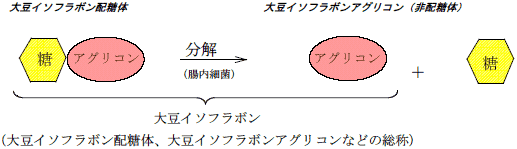 大豆イソフラボン配糖体、大豆イソフラボンアグリコンなどの総称