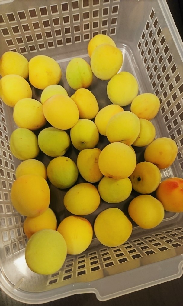 漬ける前の梅の画像1